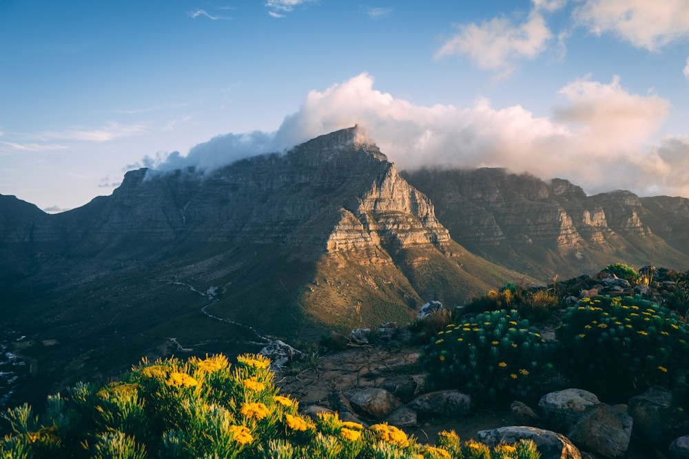 yellow flowers on rocky mountain under blue sky during daytime