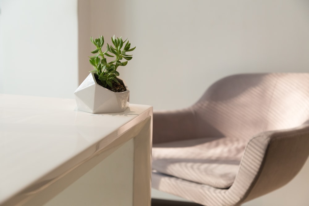 une chaise et une table avec une plante en pot dessus