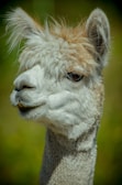 A close-up view of an alpaca with fluffy, light brown and white fur. The alpaca's expressive eyes and gentle demeanor are emphasized against a blurred natural background.