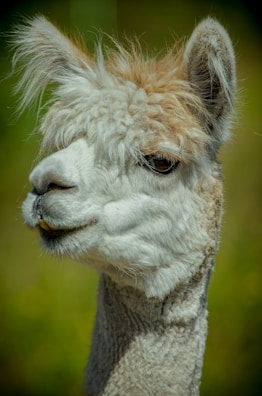 A close-up view of an alpaca with fluffy, light brown and white fur. The alpaca's expressive eyes and gentle demeanor are emphasized against a blurred natural background.