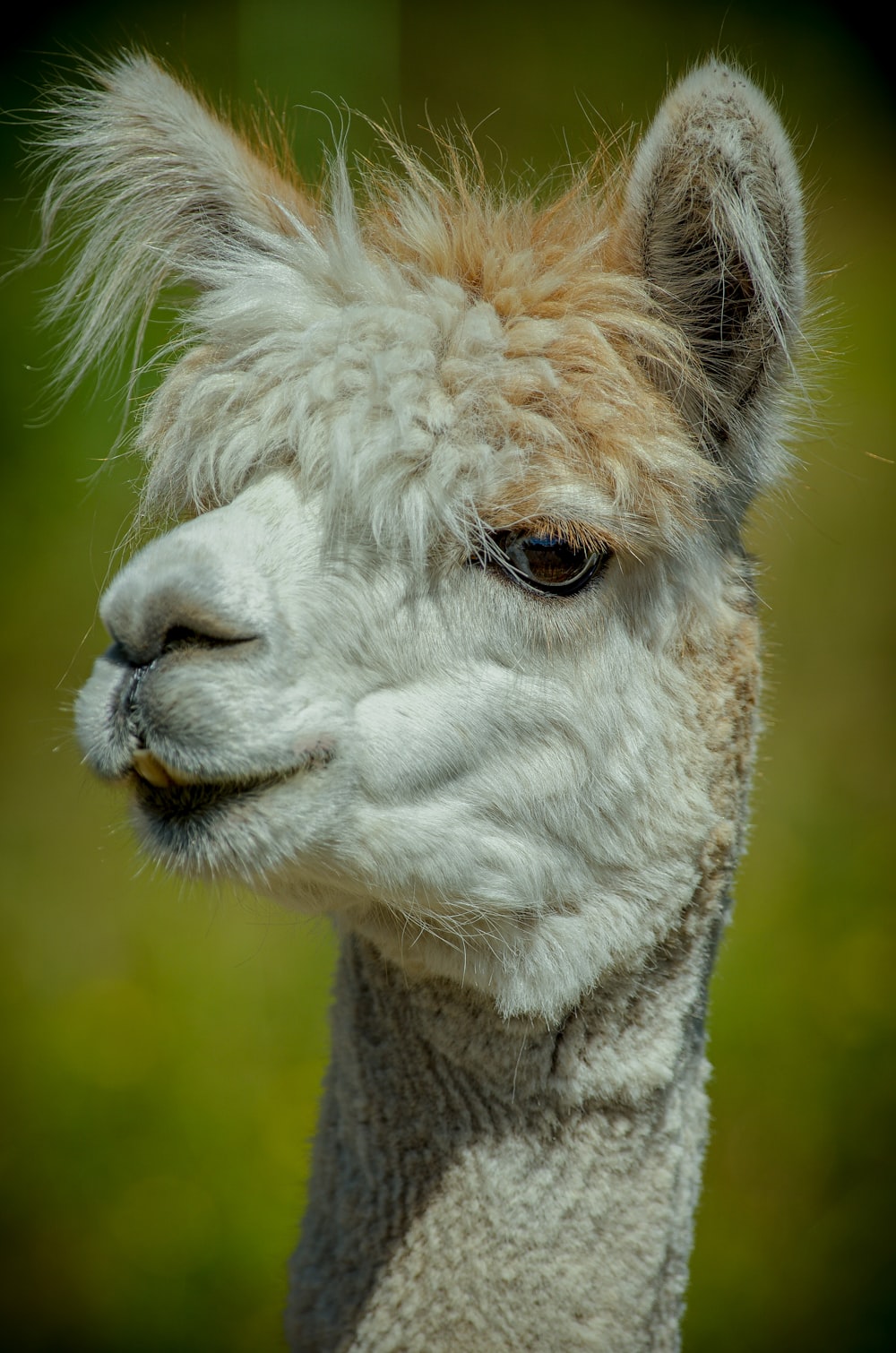 white llama in close up photography
