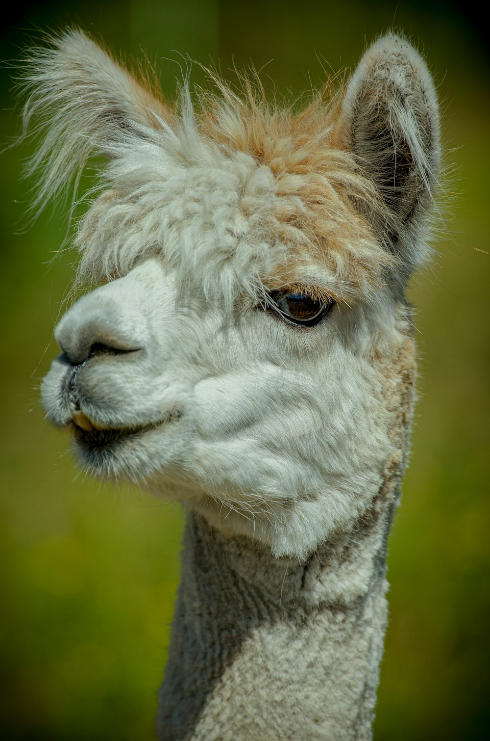 white llama in close up photography