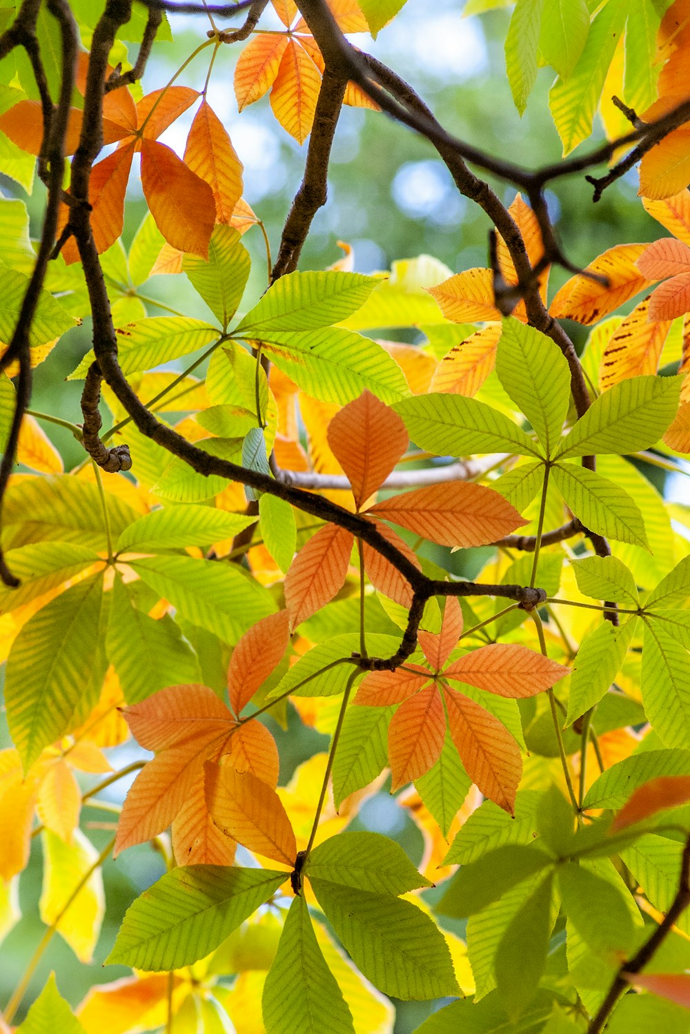 green and brown leaves during daytime