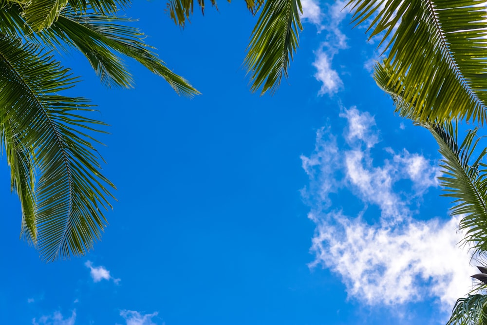 green palm tree under blue sky during daytime