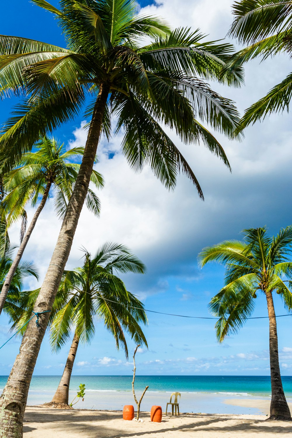 green palm tree near body of water during daytime