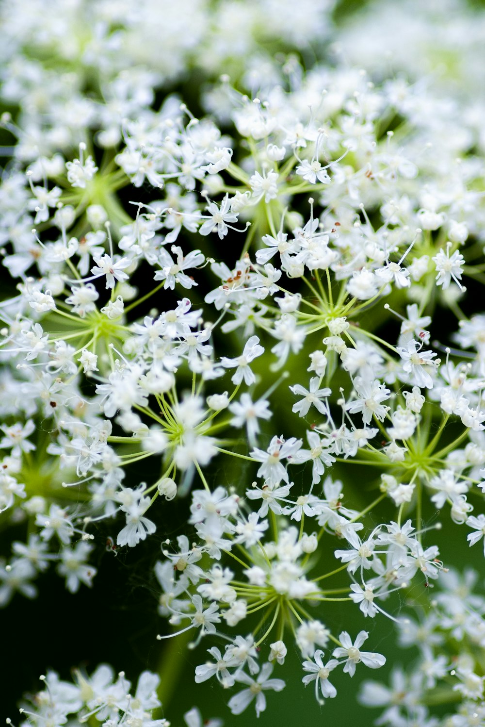 white and green flower buds