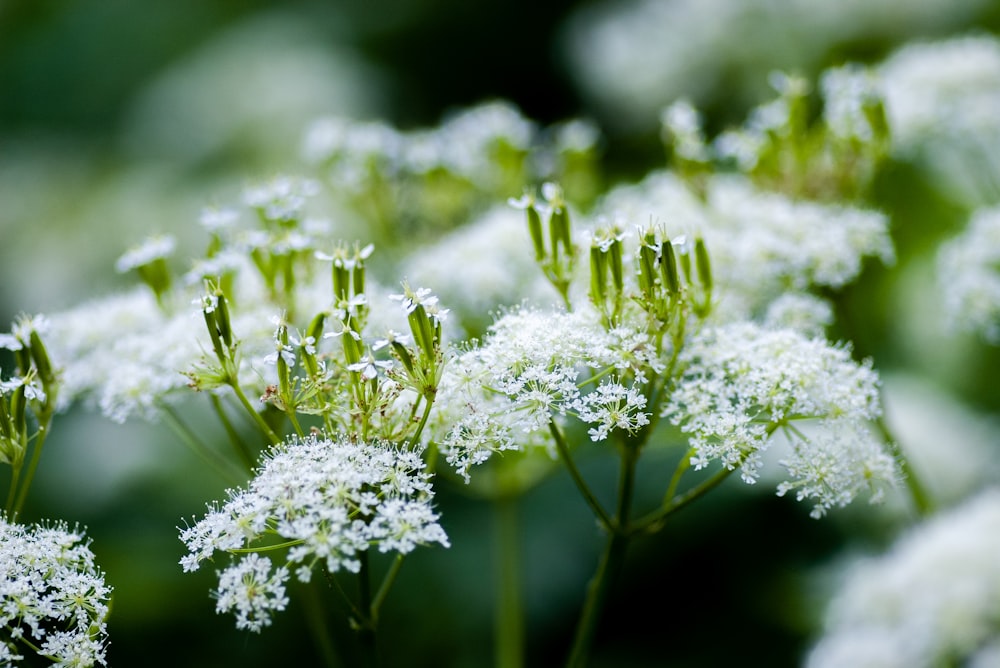 white flowers in tilt shift lens