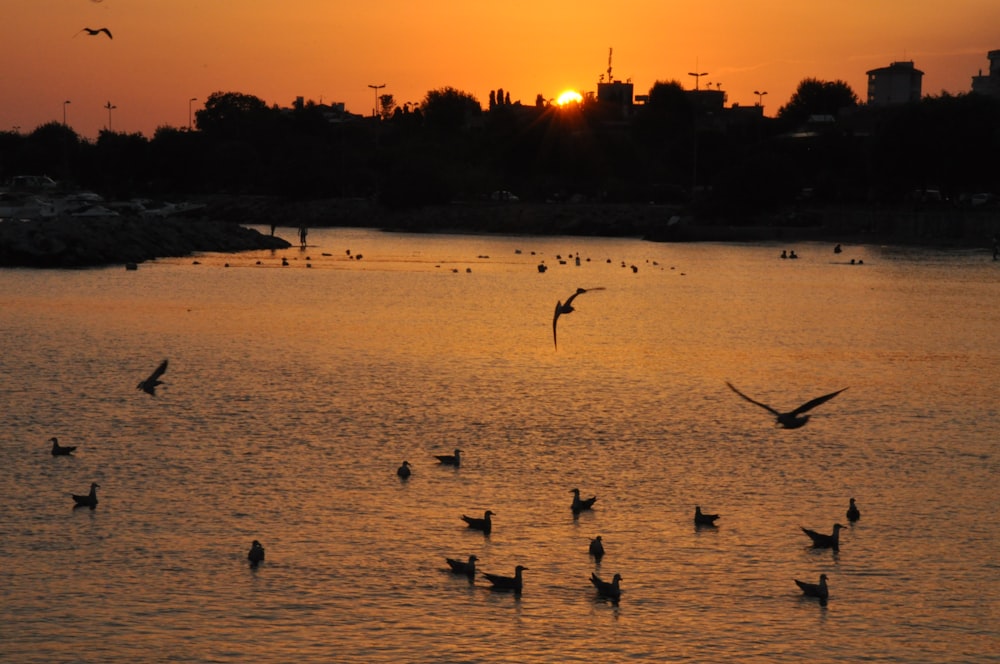 birds on beach during sunset