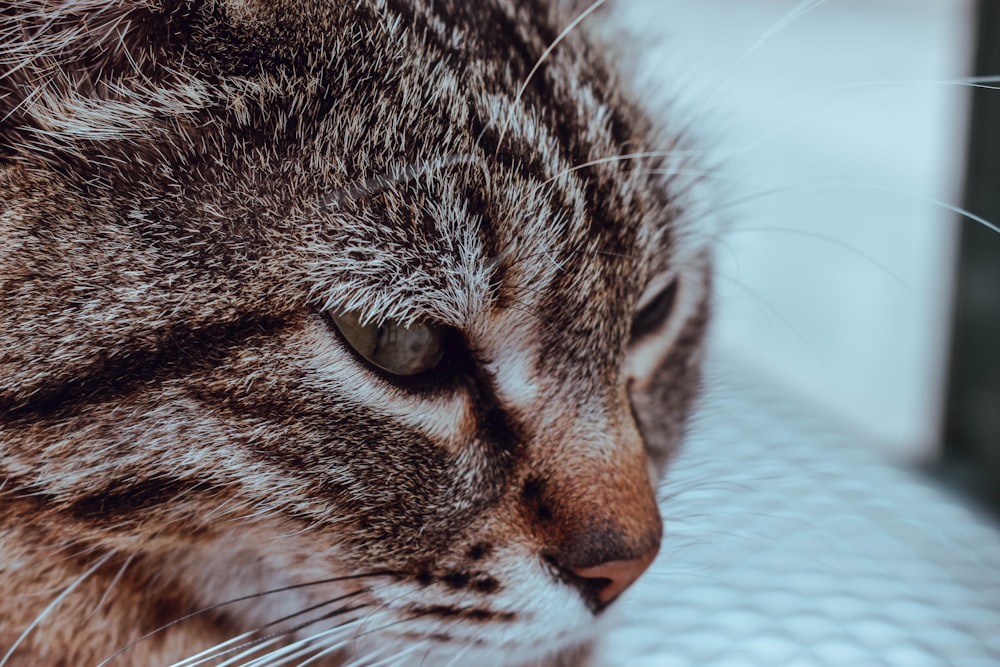 brown tabby cat on white textile