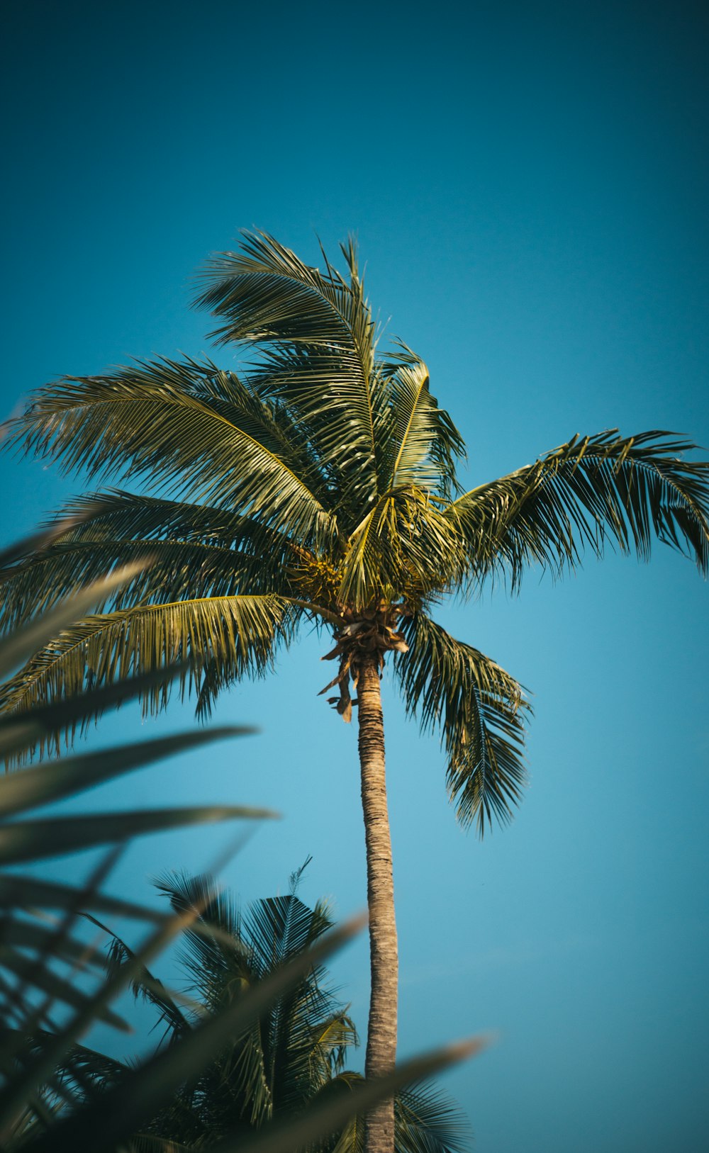 green palm tree under blue sky during daytime