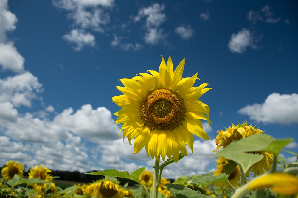 yellow sunflower under blue sky during daytime