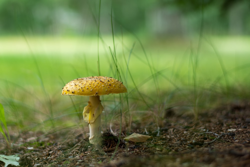 brown and white mushroom in tilt shift lens