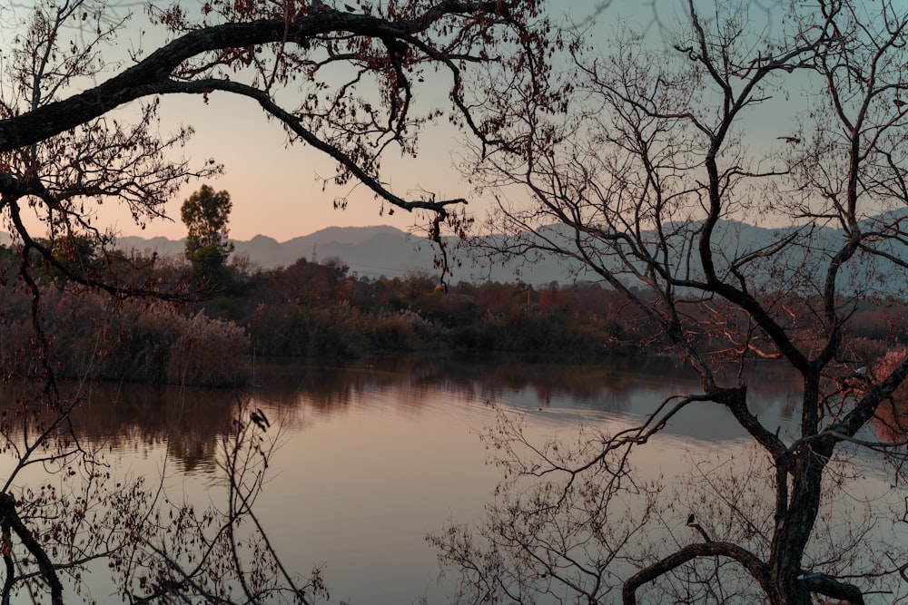 brown trees beside lake during daytime