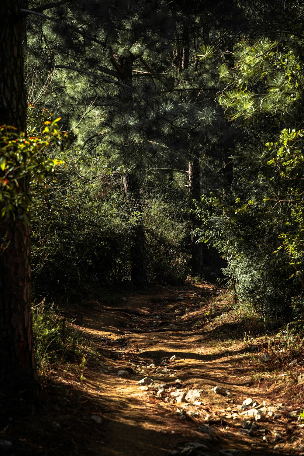 green trees on brown soil