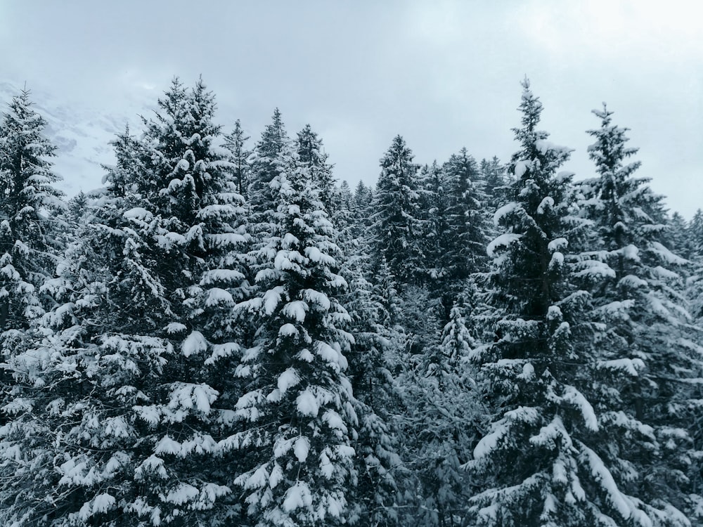 pinos cubiertos de nieve bajo el cielo nublado durante el día