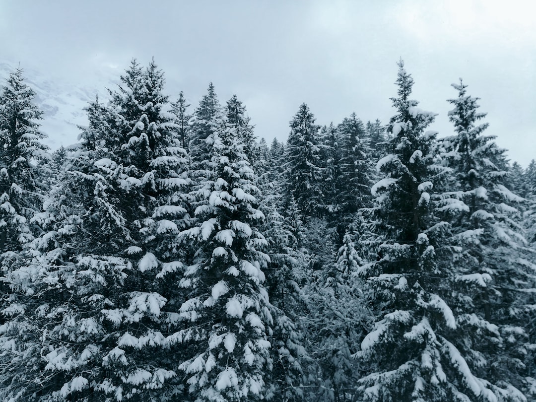 Tropical and subtropical coniferous forests photo spot Engelberg Montana