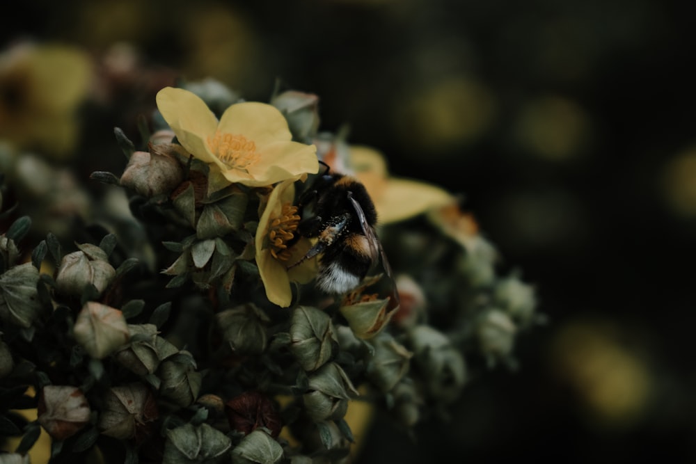 black and yellow bee on yellow flower