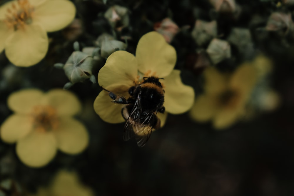 yellow flower with bee on top