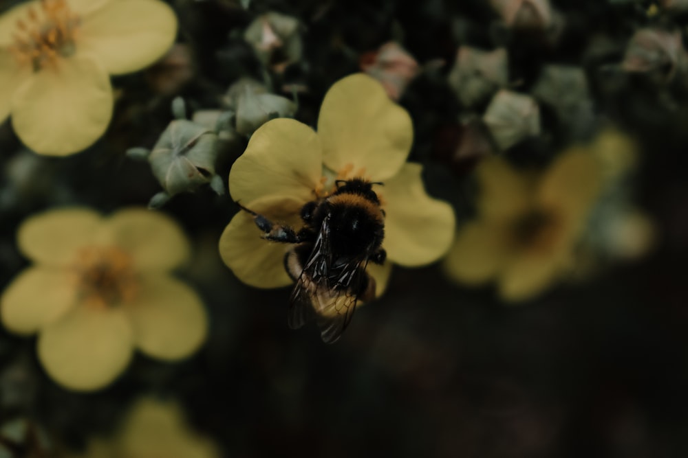 fleur jaune avec abeille sur le dessus