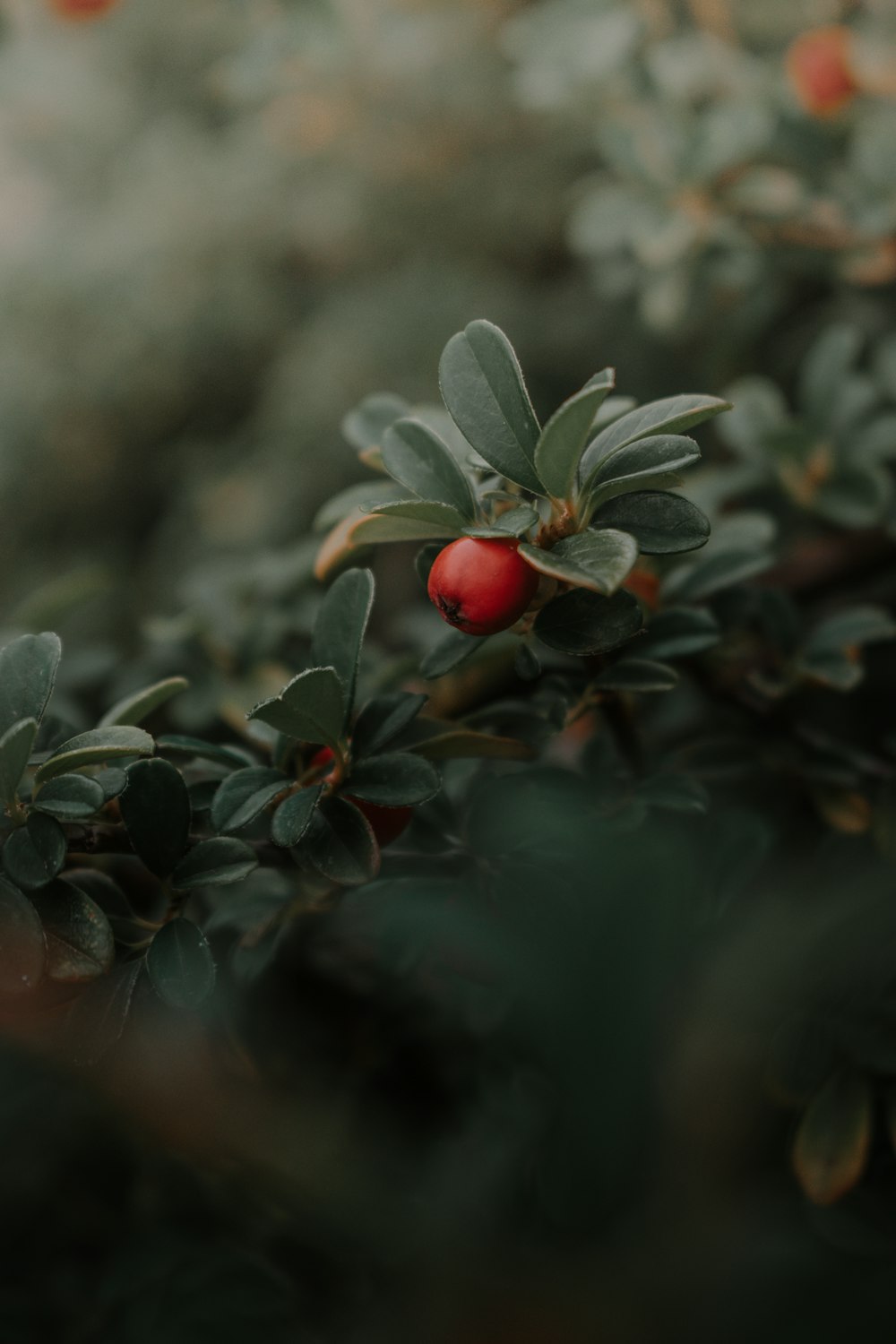 red round fruits in tilt shift lens