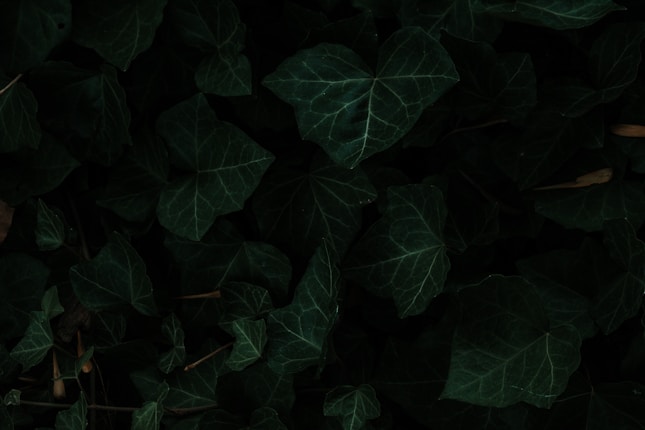 green leaves in close up photography