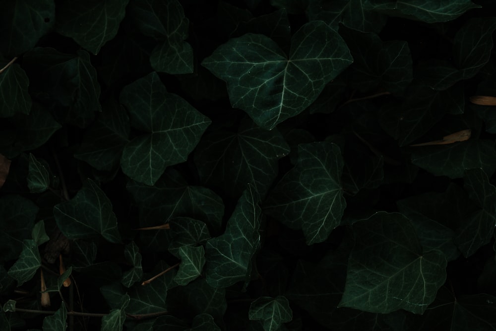 green leaves in close up photography