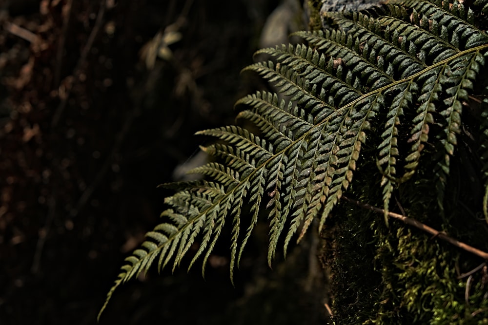 green fern plant in close up photography