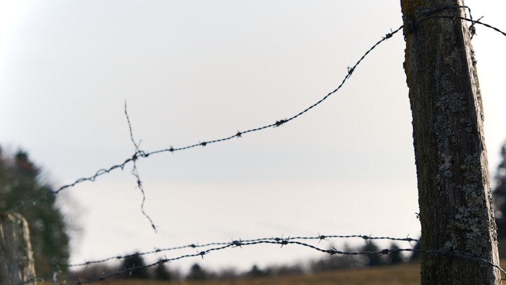 black barbwire fence during daytime