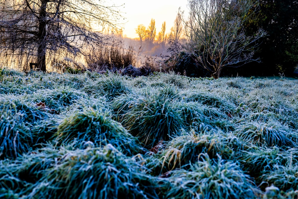 green grass field during daytime