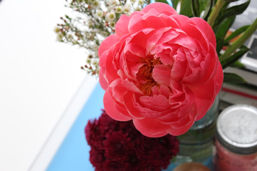 pink flower in clear glass vase