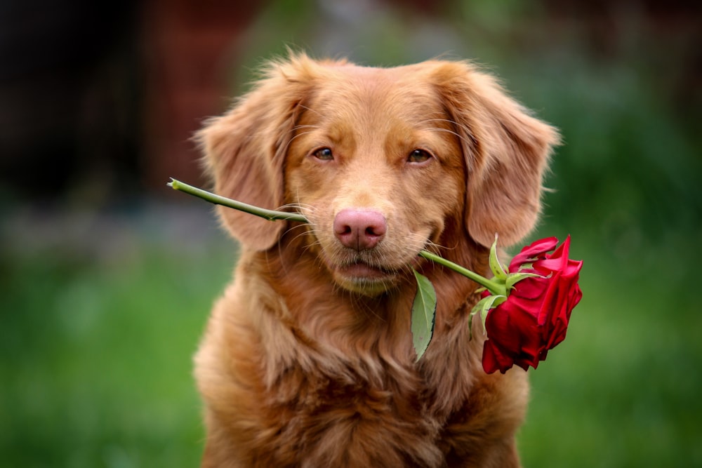 ゴールデンレトリバーの子犬が赤いバラを噛む