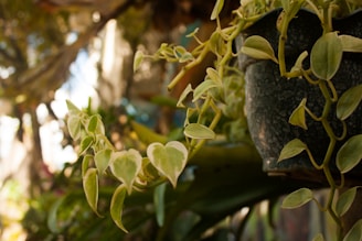 A close-up of a beautifully crafted kokedama hanging from a natural branch.