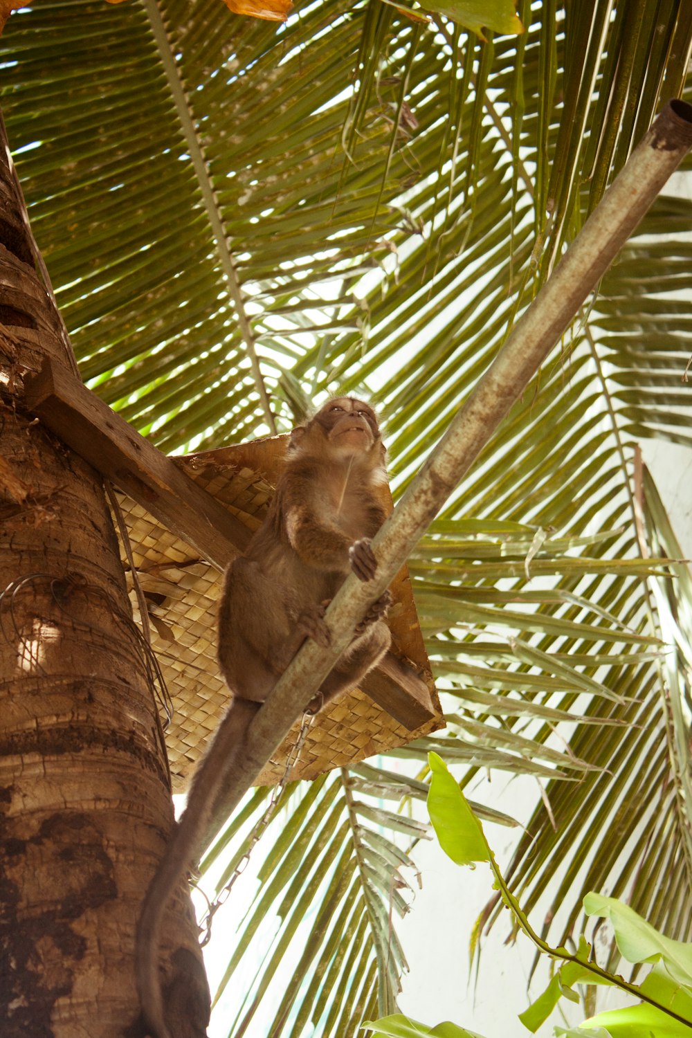 monkey on brown tree branch