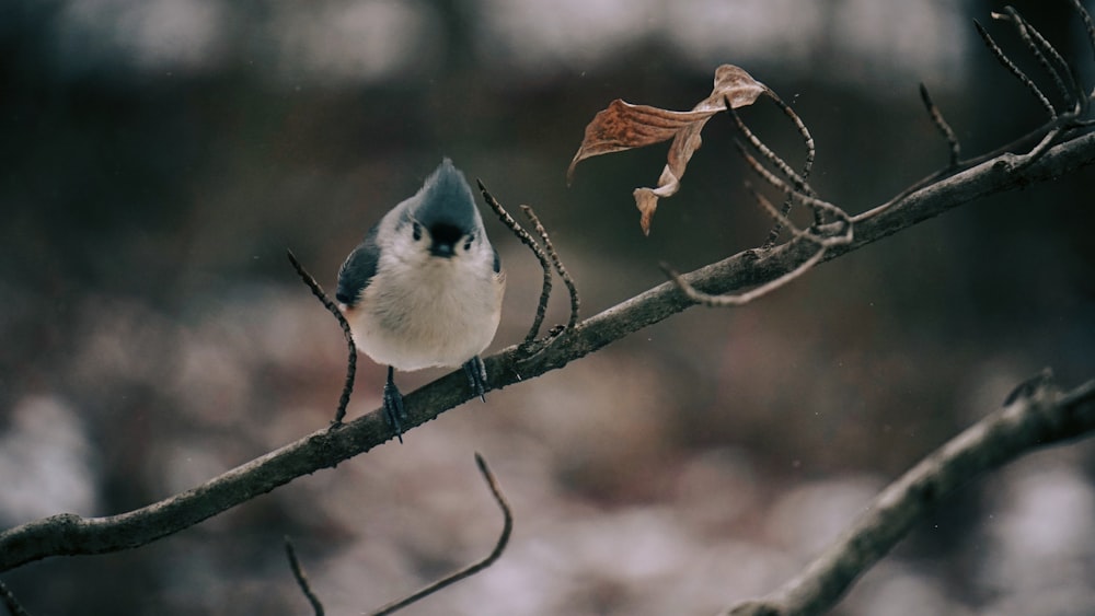 white and blue bird on brown tree branch