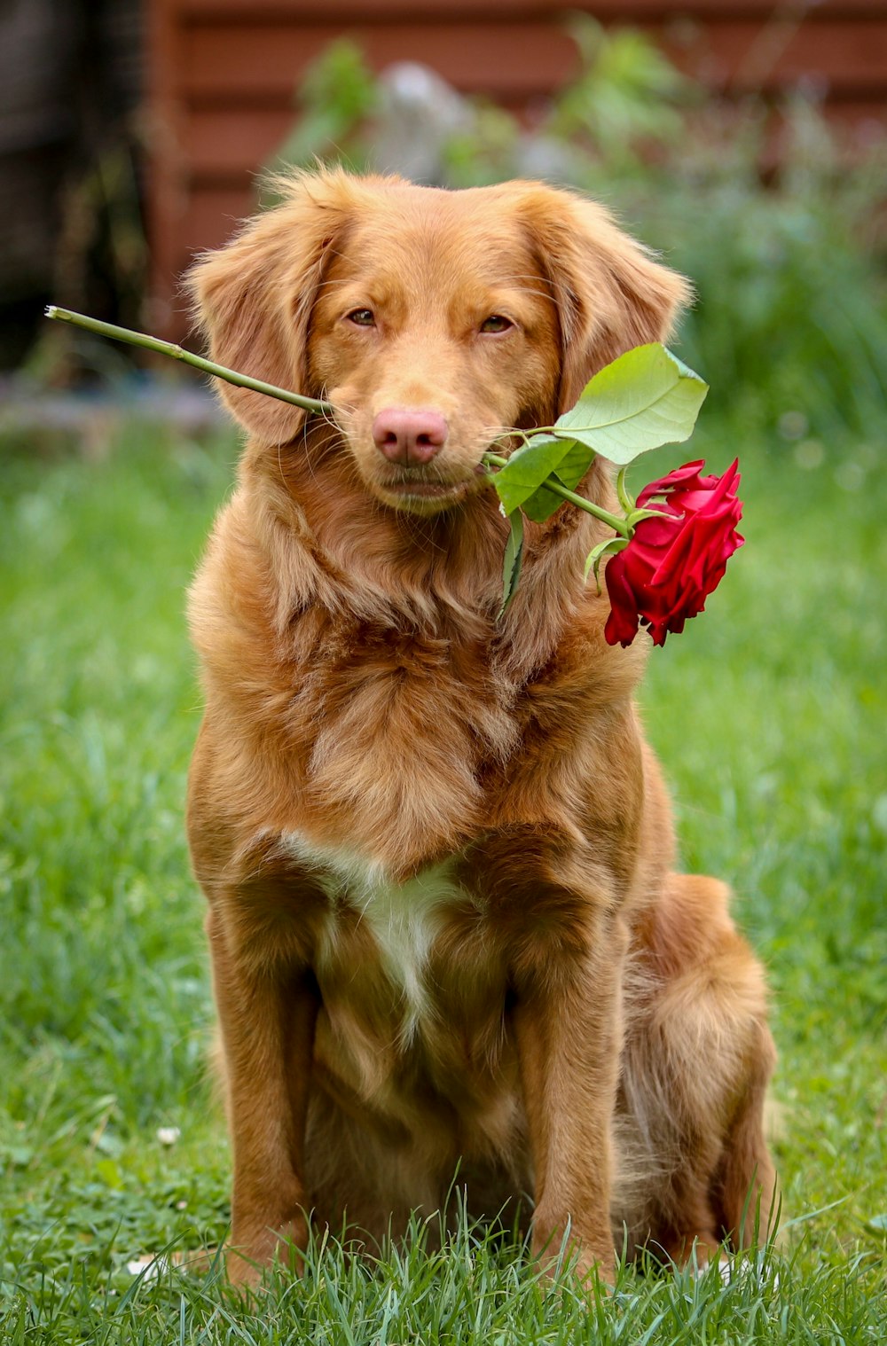 golden retriever biting red rose on green grass field during daytime