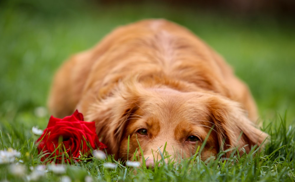 brown long coated dog with red rose on green grass field during daytime