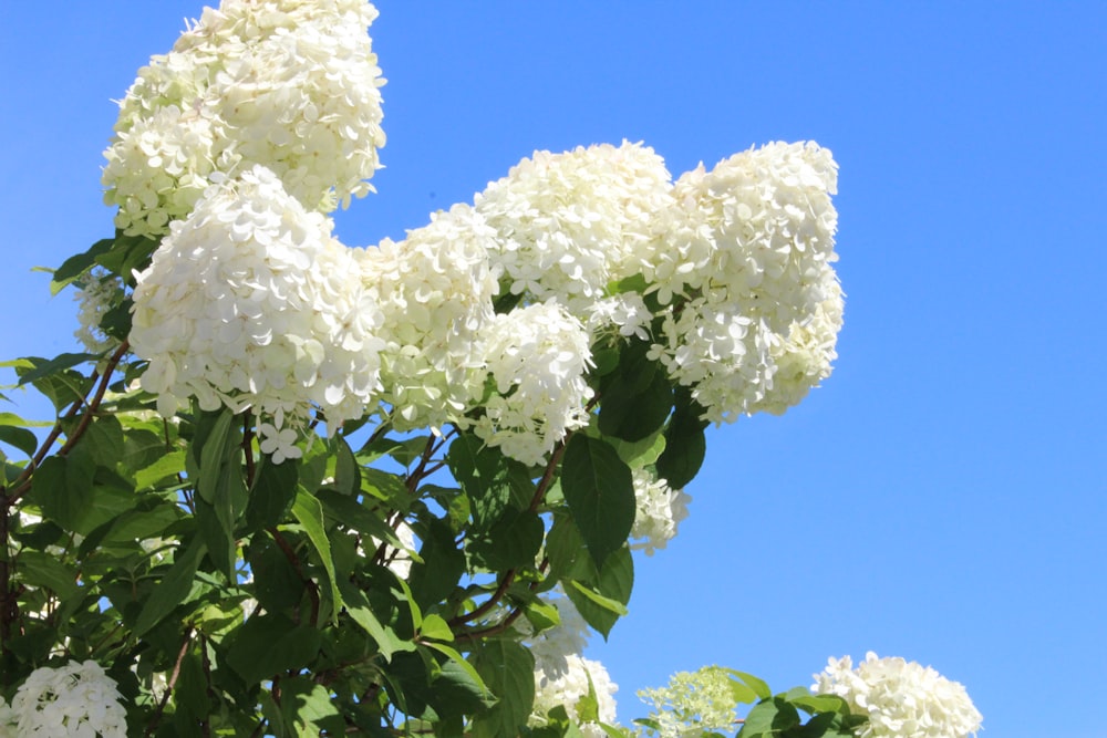 white flower under blue sky during daytime