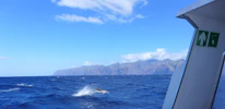 Close-up of a playful dolphin jumping alongside a tour boat under a bright blue sky.