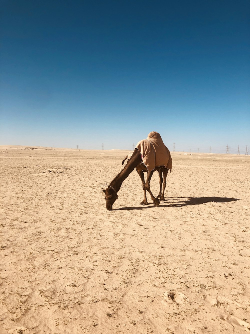 man in brown jacket riding brown camel on brown sand during daytime