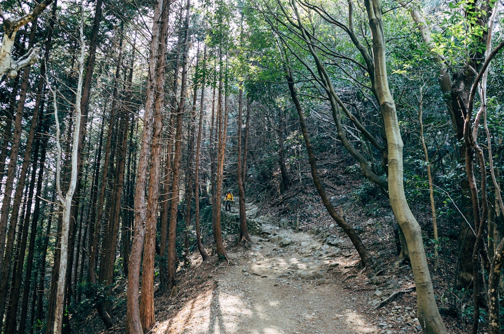 brown trees on brown dirt ground during daytime