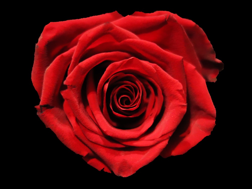Rote Rose in Nahaufnahmen