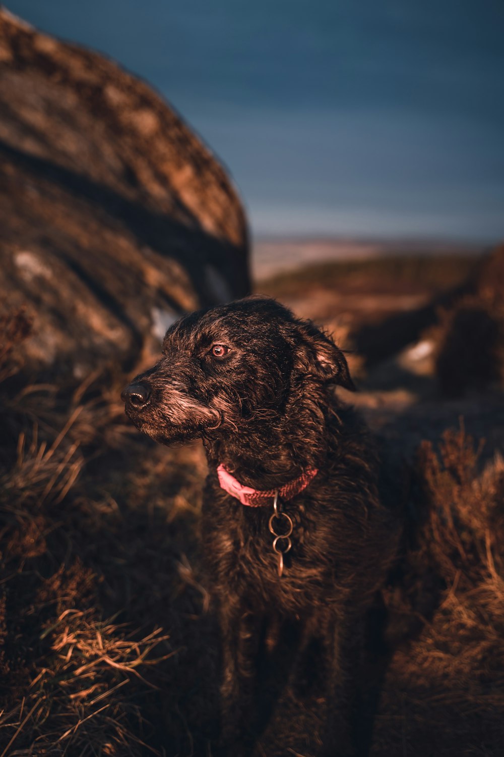 black short coat medium dog on brown grass field during daytime