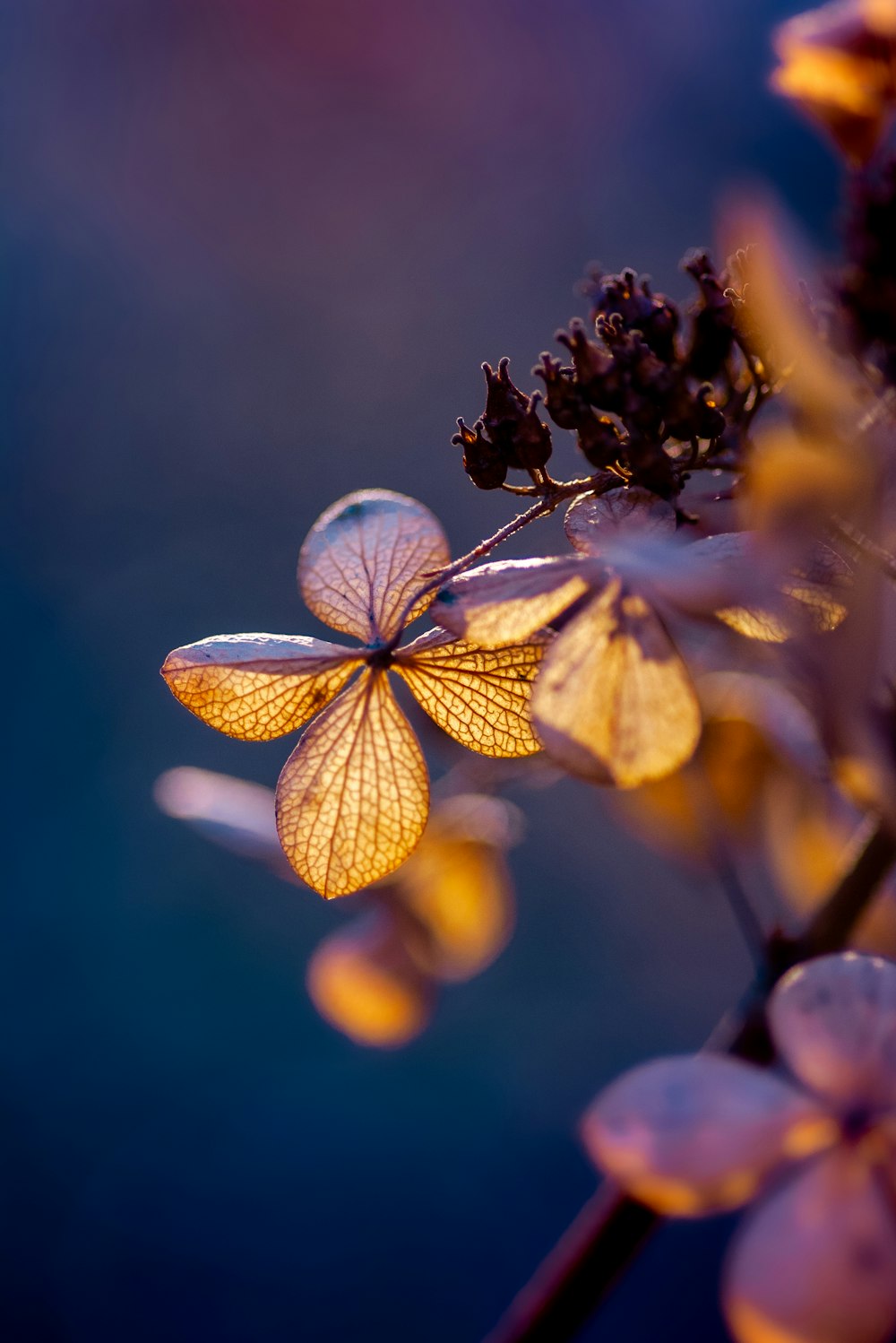 yellow and white flower in tilt shift lens