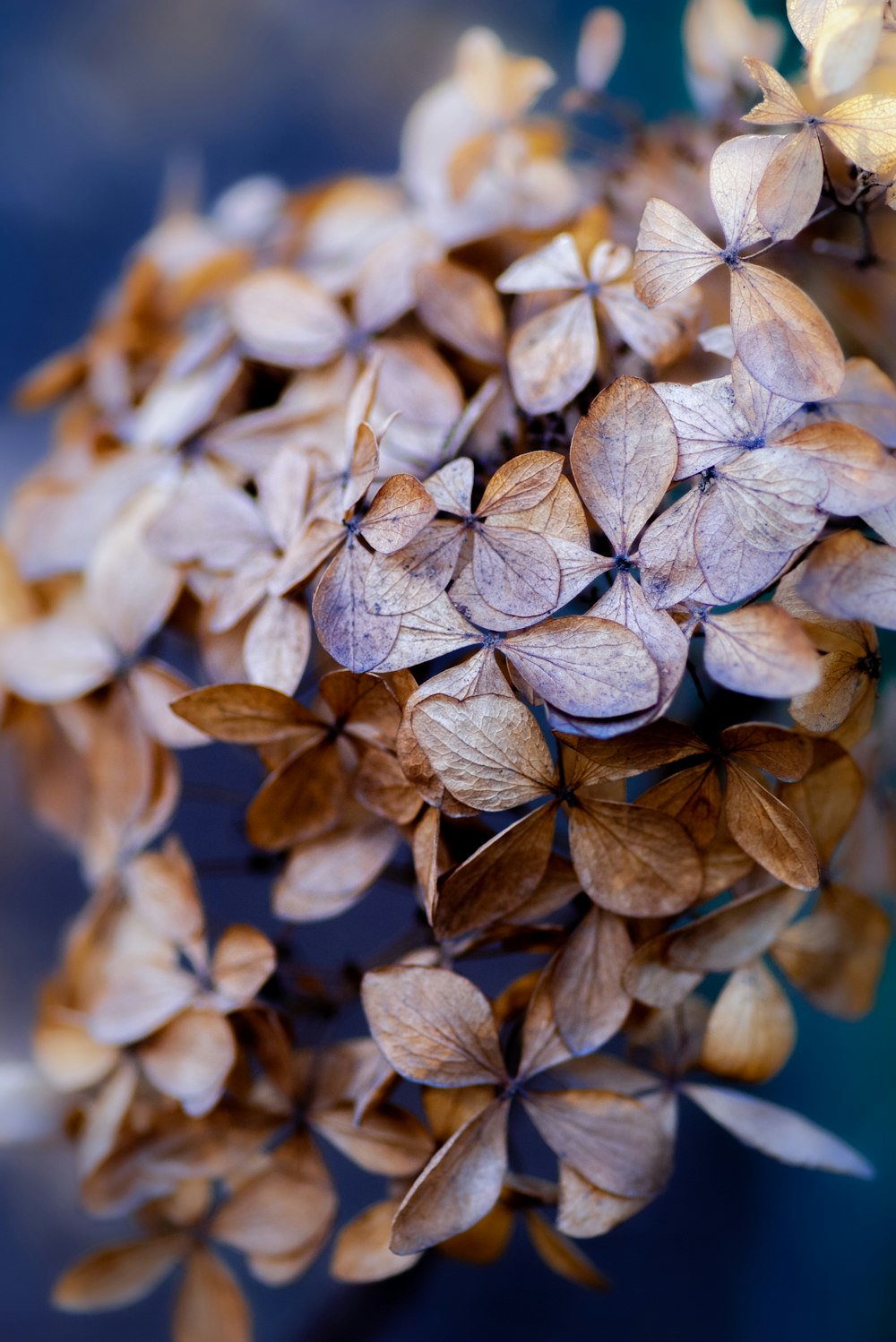 brown dried leaves in tilt shift lens