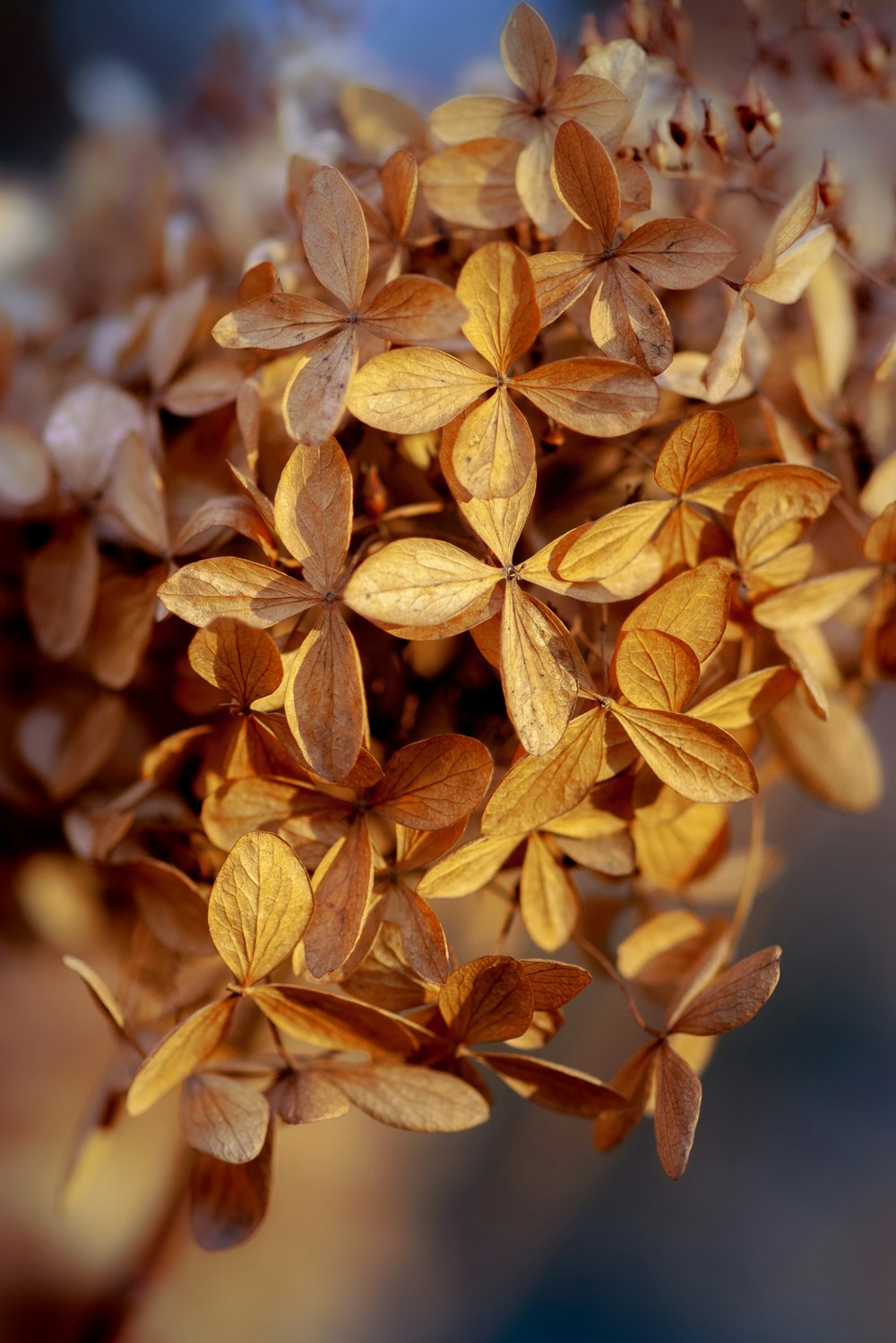 brown leaves in tilt shift lens