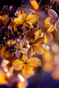 yellow and black leaves in tilt shift lens