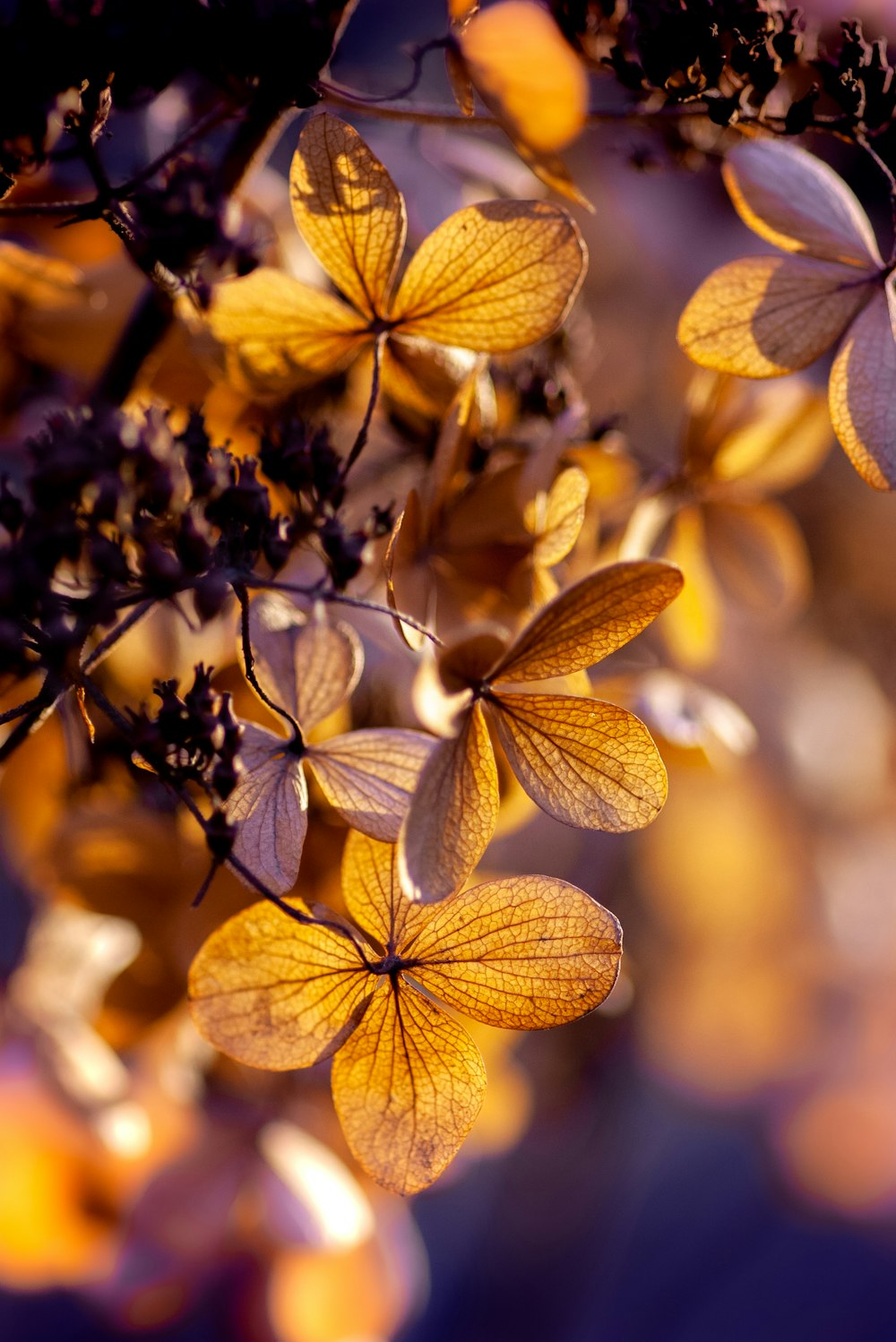 yellow and black leaves in tilt shift lens