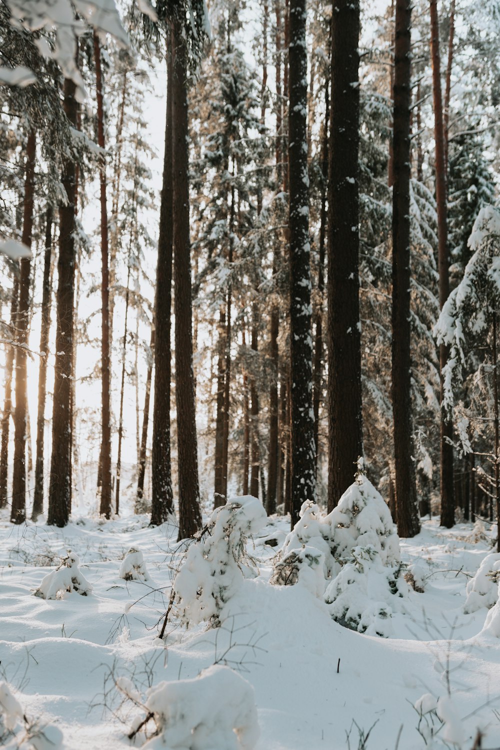 brown trees on snow covered ground during daytime