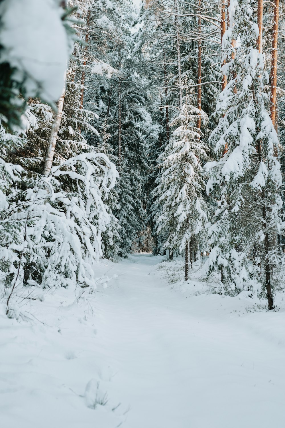 snow covered trees during daytime