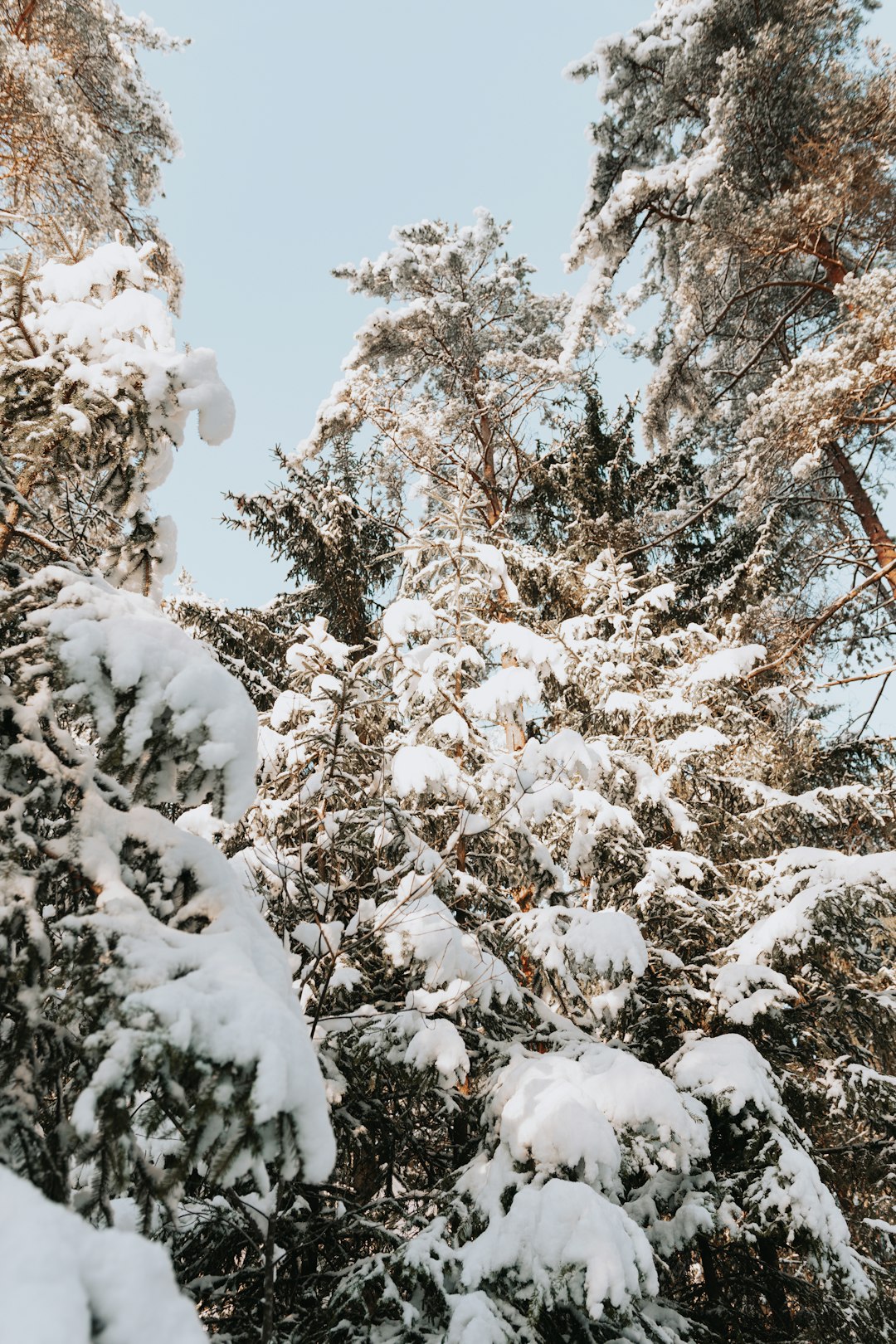 brown trees covered with snow during daytime